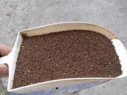 Bild 3:Phacelia Sorte Balo