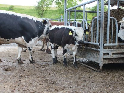 Bild 4:Pustertaler Sprinzen Stierkalb