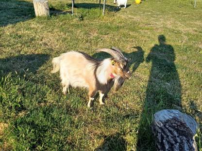 Bild 2:Minizwergziegen