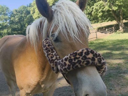 Haflinger Hengst