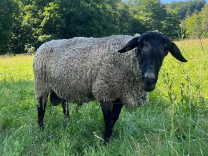 Bild 2:Suffolk Zuchtwidder BTV-geimpft