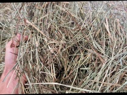 Bild 2:Heu 1. Schnitt