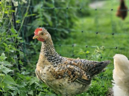 Bild 6:Hähne zu vergeben