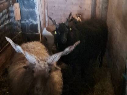 Verkaufe Zackelschaf-Widder