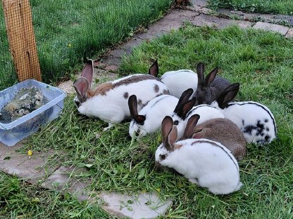 Bild 2:Deutsche Riesenschecken