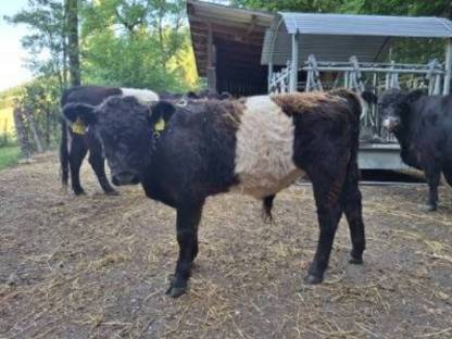 Bild 3:Galloway Kälber und Stierkälber