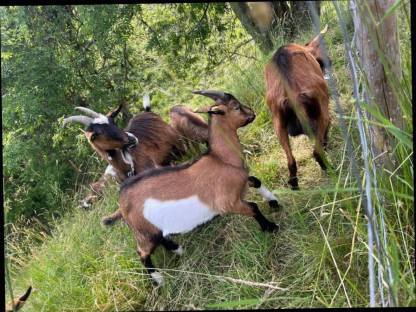 Bild 3:Ziegenbock Mischling