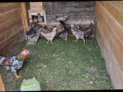 Bild 2:Schwedische Blumenhühner