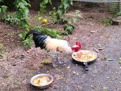 Bild 2:Nackthals-Junghahn aus Naturbrut abzugeben