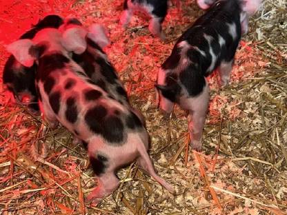 Bild 4:Berkshire x Pietrain Ferkel