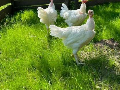 Bild 7:Orloff, Brahma, Indische Kämpfer, Nackthalshühner, Laufenten