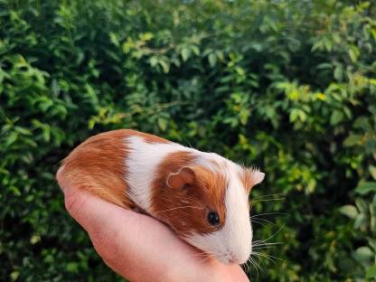 Bild 6:Meerschweinchen