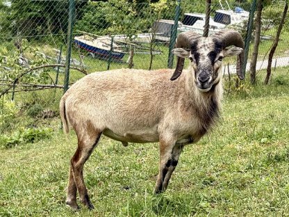 Bild 2:Kamerun-Soay Mix Bock