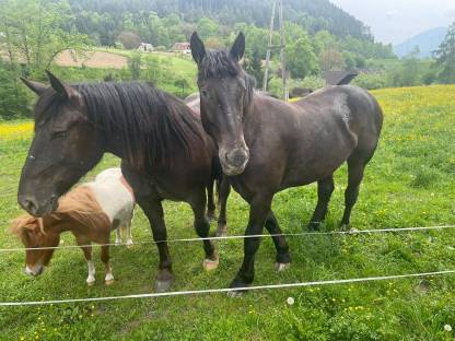 Bild 2:Verkaufe zwei Noriker Stuten