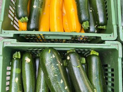 Zucchini mit Hagelschaden