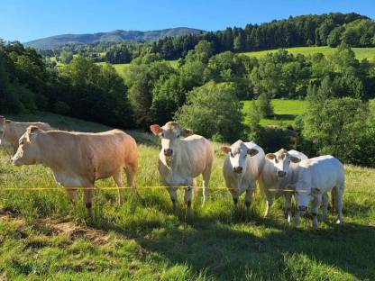 Blonde d'Aquitaine Zuchtkalbinnen belegfähig