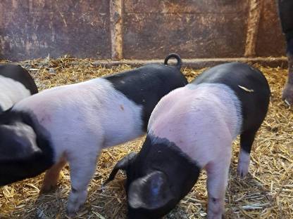Bio Ferkel