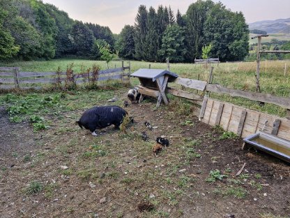 Bild 3:Kune Kune Schweine