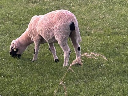 Bild 3:Verkaufe Walliser Schwarznasenschaf Aue