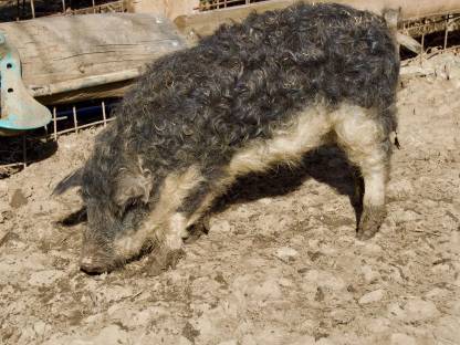 Weibliche Mangalitza