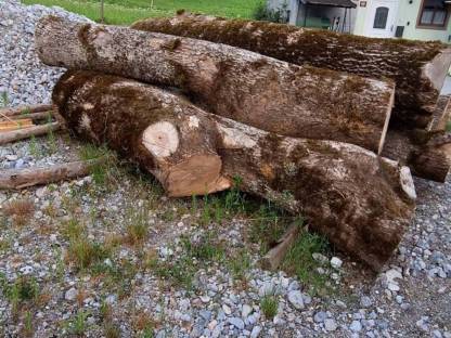 Bild 3:Eschen Rundholz