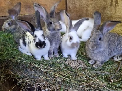 Bild 2:Kaninchen, Fleischhasen/Schlachthasen