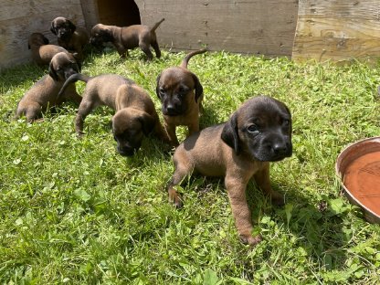 Bayerische Gebirgsschweißhundewelpen