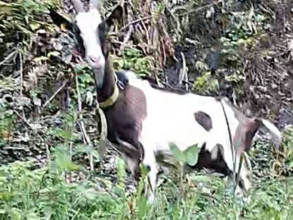 Bild 2:Tauernschecke Ziege