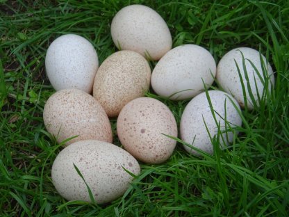 Bild 4:Nordamerikanische Wildpute, 1 Henne vom 3.7.2024