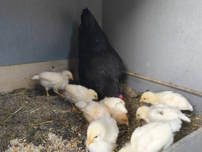 Verkaufe Legehenne mit Küken