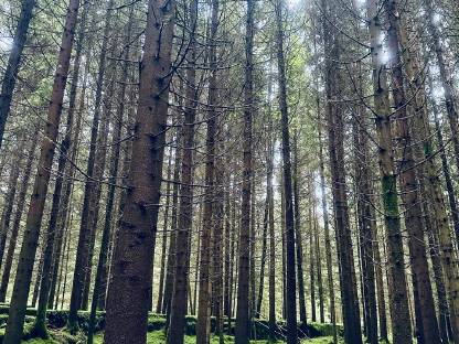 Bild 7:Waldgrundstück im Kaiserwald