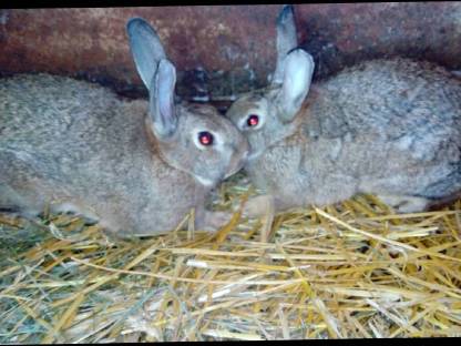 Bild 6:Hasen, Kaninchen