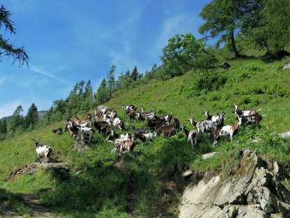 Bild 2:Tauernschecken