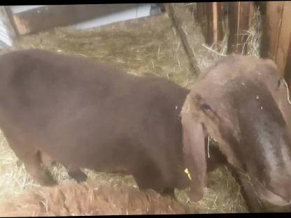 Bild 3:Brauner Bergschafwidder BIO