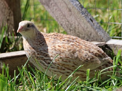 Bild 7:Wachtel Bruteier