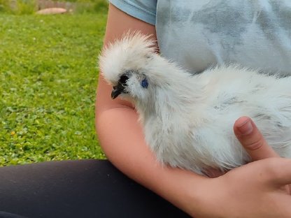 Bild 2:Zwergseidenhühner, Zwergseidenhahn