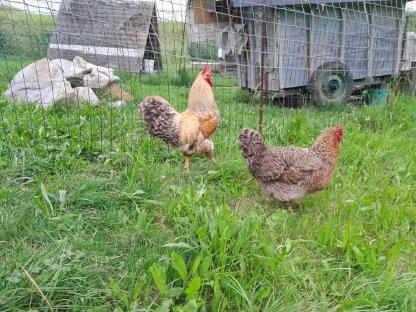 Bielefelder Kennhuhn Pärchen