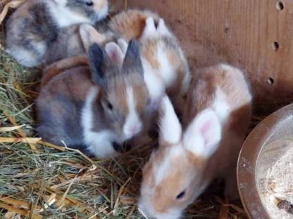 Angora hase