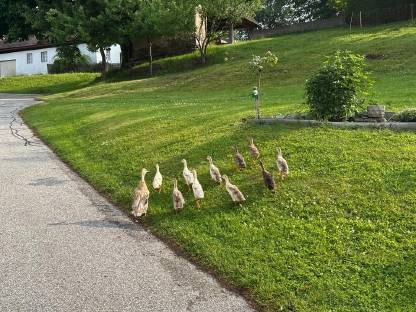 Verkaufe junge Enten