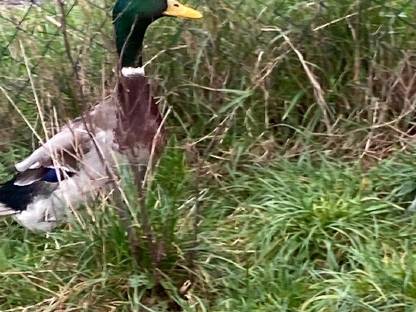 Bild 2:Verkaufe Enten