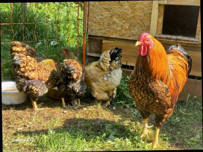 Bild 2:Bruteier Zwerg Wyandotten Gold-schwarz gesäumt