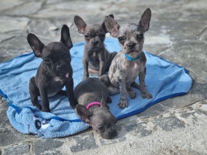Französische Bulldoggen Welpen