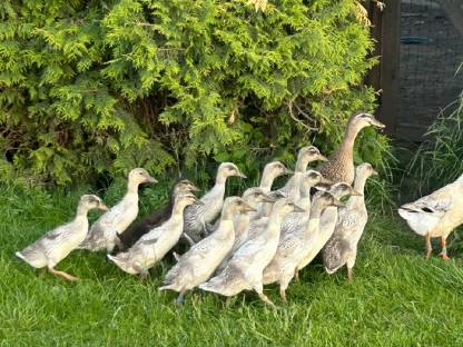 Enten