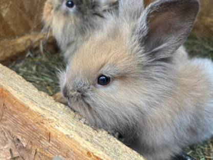 Löwenkopfkaninchen