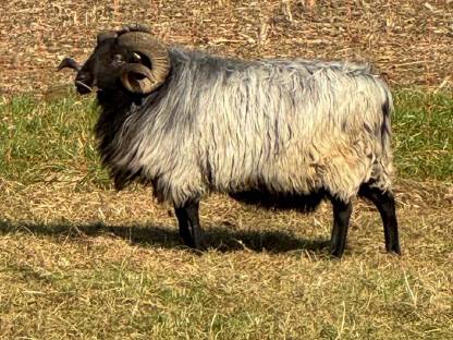 Bild 5:Heidschnuckenbock reinrassig