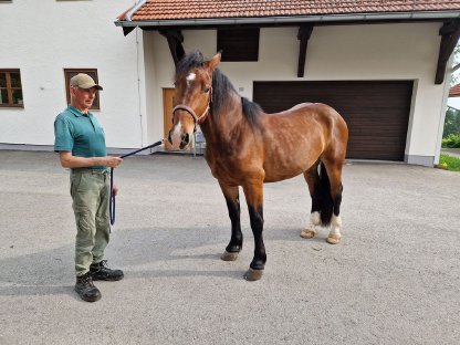 Bild 2:Noriker Wallach Hektor Vulkan