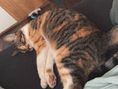 Bild 4:Babykatze (Kater)