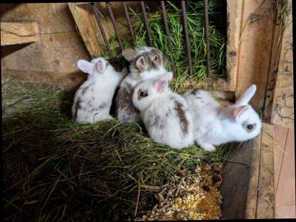 Bild 4:Laufend Zwergkaninchen in allen Farben zu vergeben