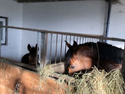 Stall Pacht