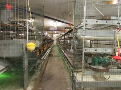 Bild 5:Stalleinrichtung 5.000 Hennenplätze